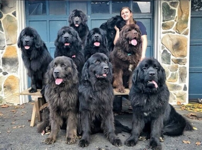 Mackenzie Makatche et ses 9 chiens